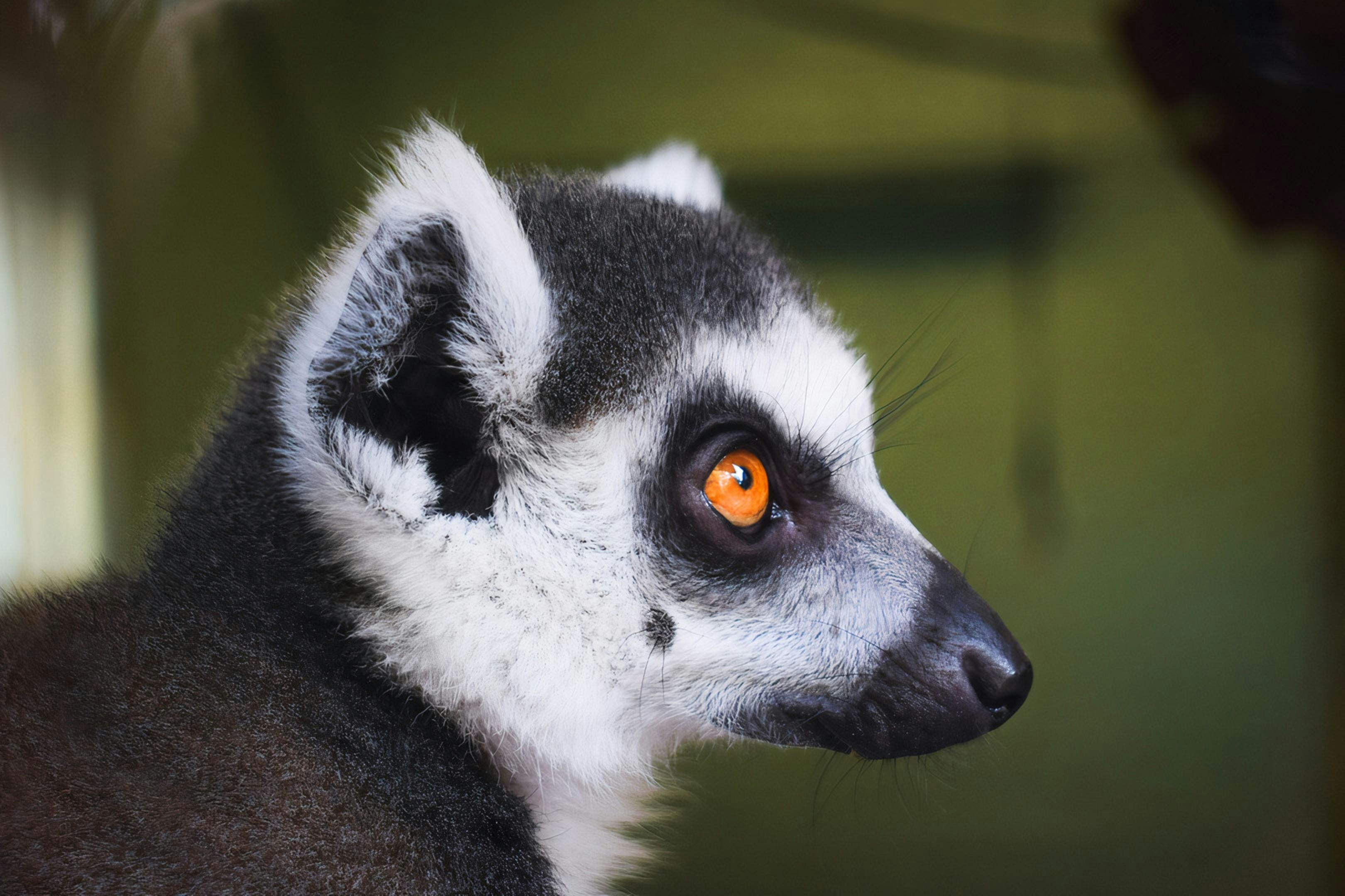 white and black animal in close up photography